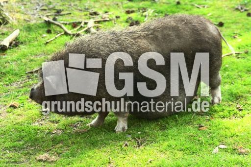 Hängebauchschwein-7995.jpg